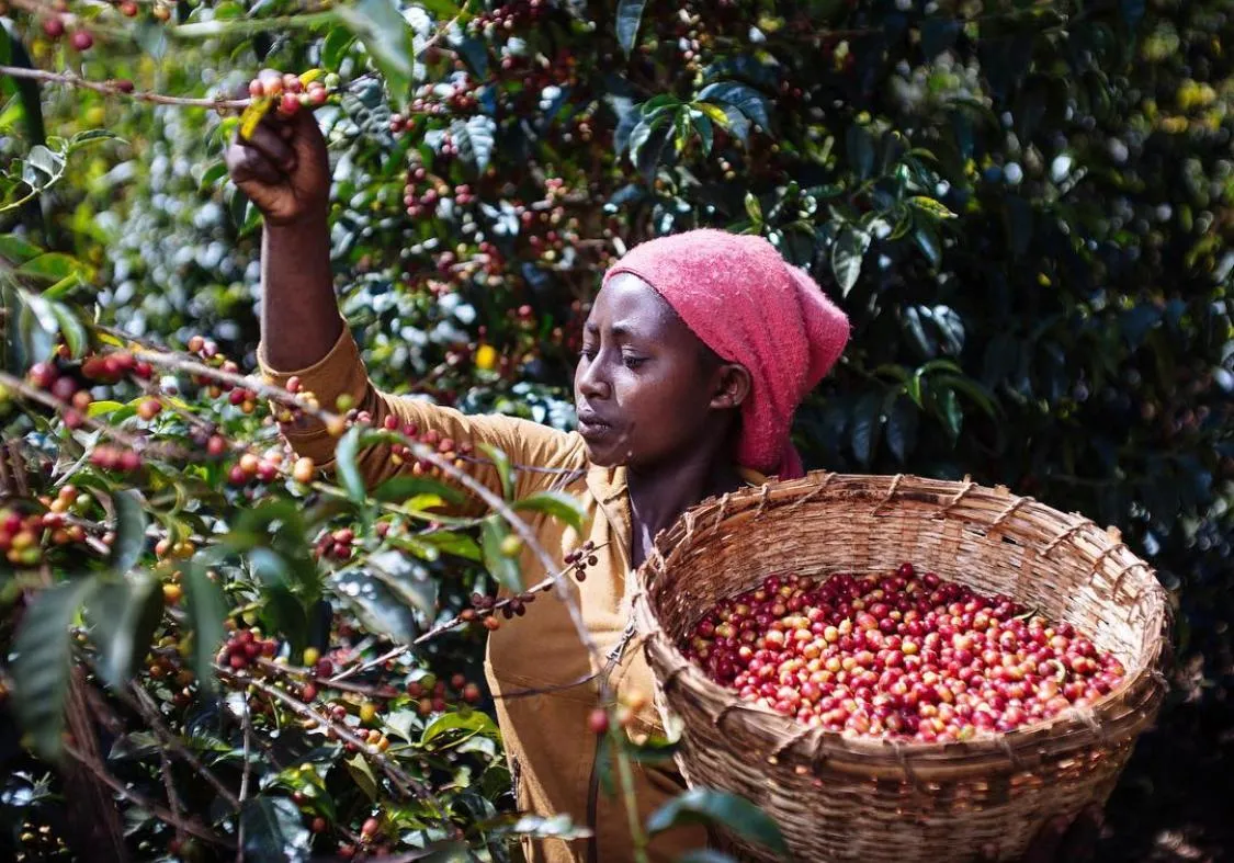 ZUSH Coffee - Specialty Coffee Beans . 100% Arabica. Batch Roasted. BRAZIL RIO BRILHANTE