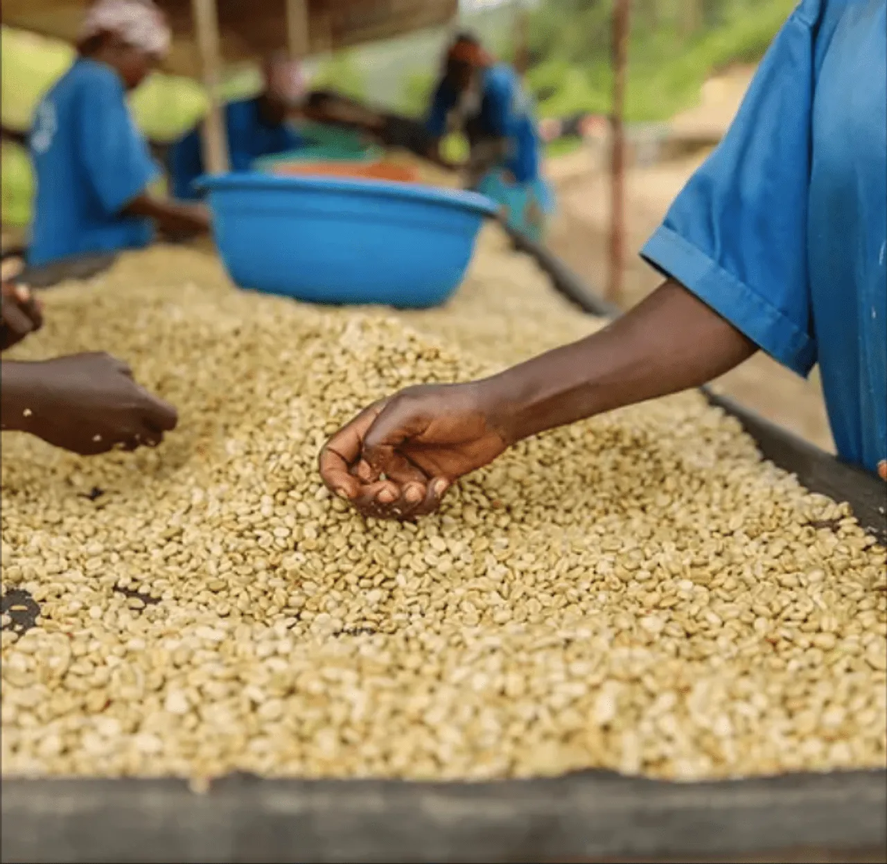 ZUSH Coffee - Specialty Coffee Beans . 100% Arabica. Batch Roasted. BRAZIL RIO BRILHANTE